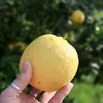 Yuccasa - Small Glamping & Studio's דירה פומבל