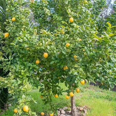 Yuccasa - Small Glamping & Studio's