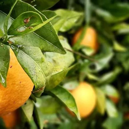 Yuccasa - Small Glamping & Studio's Apartamento