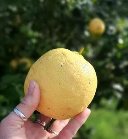 Yuccasa - Small Glamping & Studio's Apartamento Pombal (Leiria)