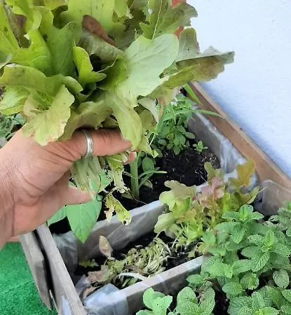 Yuccasa - Small Glamping & Studio's Apartamento *