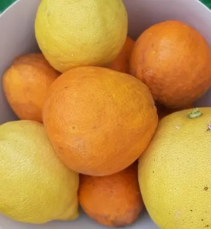 Yuccasa - Small Glamping & Studio's Pombal (Leiria)