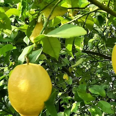 Apartamento Yuccasa - Small Glamping & Studio's *