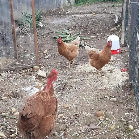 Yuccasa - Small Glamping & Studio's Pombal (Leiria)