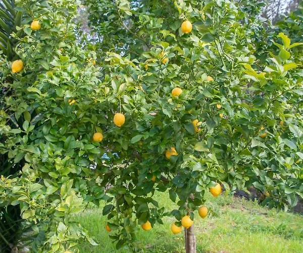 Yuccasa - Small Glamping & Studio's