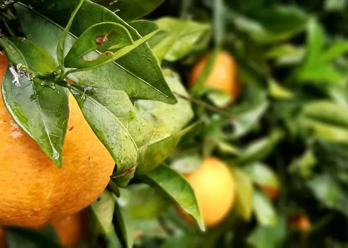 Yuccasa - Small Glamping & Studio's Appartement