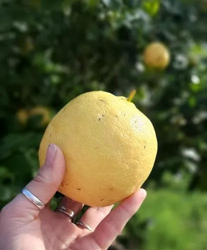 Yuccasa - Small Glamping & Studio's Appartement Pombal (Leiria)