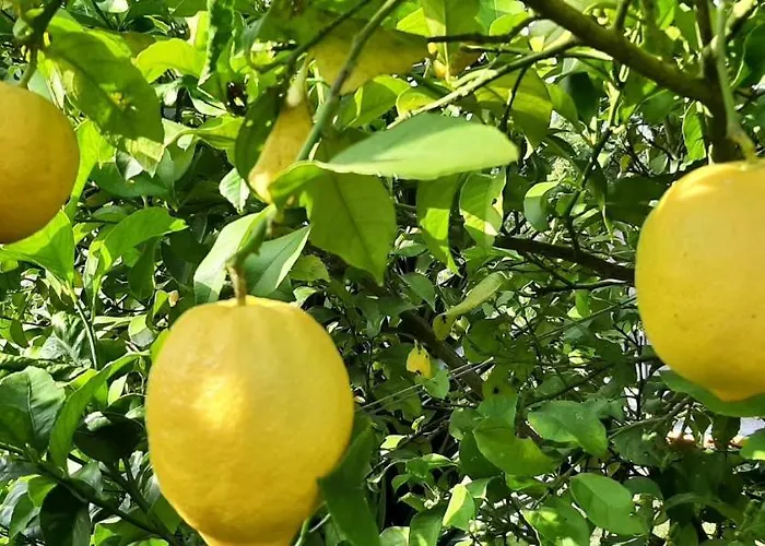 Appartement Yuccasa - Small Glamping & Studio's *